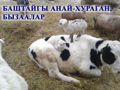 Баштайгы анай-хураган, бызаалар