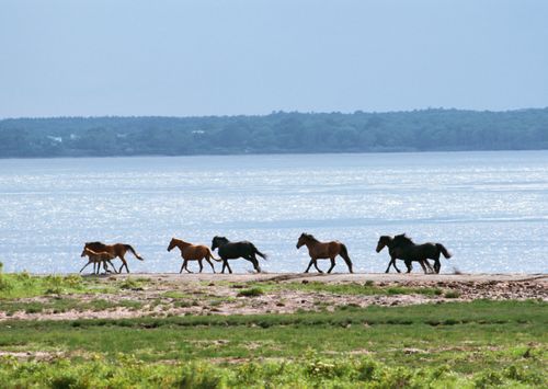 Чылгы мал база аржааннаар