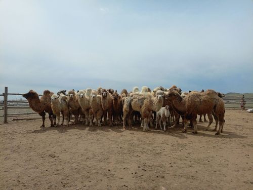 КӨДЭЭ АЖЫЛ-АГЫЙДА