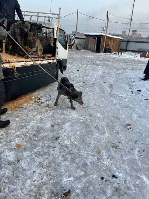 Черлик ыттарга удур демиселди күштелдирер