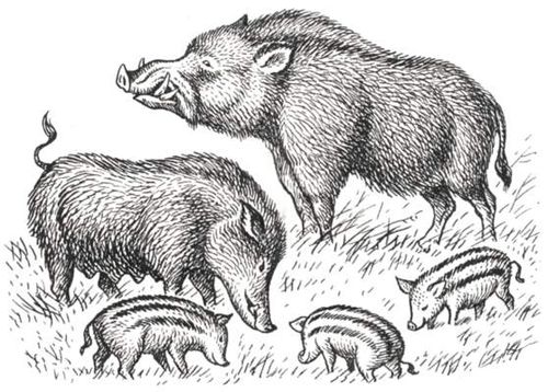 Хаванактар. / Моторк Дирчин.