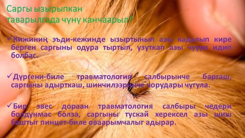 Саргы ызырыпкан таварылгада чүнү канчаарыл?