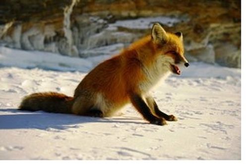 Калчаа дилги болгаш алдан хонук карантин