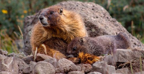 Тываның чумага удур станциязы чума талазы-биле байдал чогумчалыг дээрзин бадыткаан