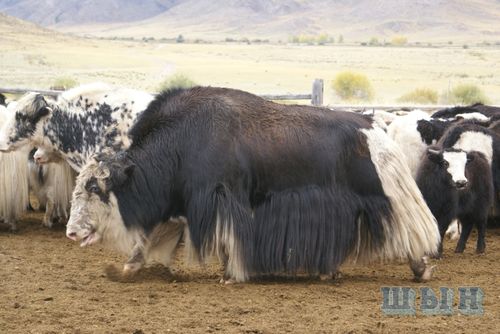 «Агростартап» мөөрейиниң тиилекчилерин илереткен