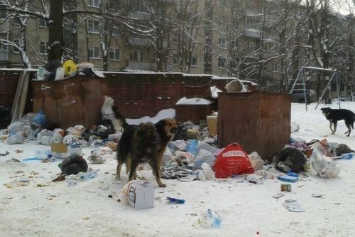 Тояанчылар, ыттар «тулчуушкуннары»