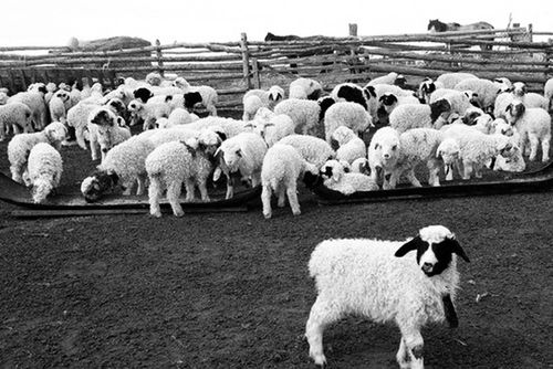 Республика девискээринде мал оолдаашкыны