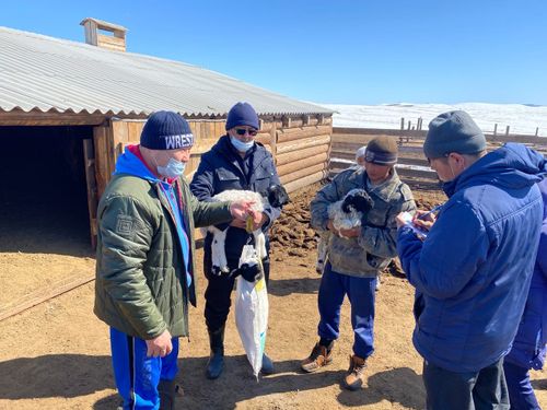 Малчын коданнарже үнүүшкүн