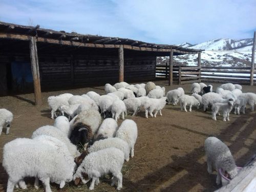 Чымыштыы-биле шымныга берген