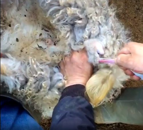 Анай, хураган чазаашкыны