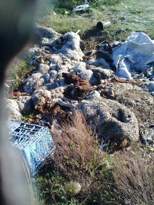 Кайда-даа бок-ла, бок…