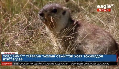 Сарыыл чок тарбаганчылар