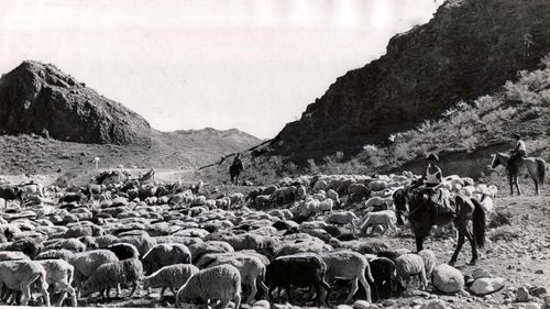 Тывага хой, өшкү дүгүнден барааннарны бүдүрүп болур арга бар