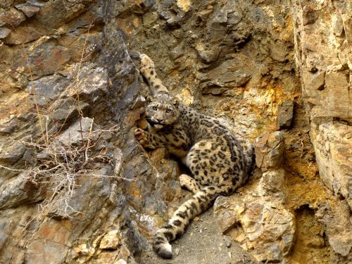 ИРБИШ – ХАРЛЫГ ДЕВИСКЭЭРЛЕР АРААТАНЫ