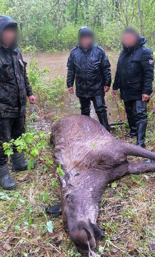 Төтчеглекчилерни туткан