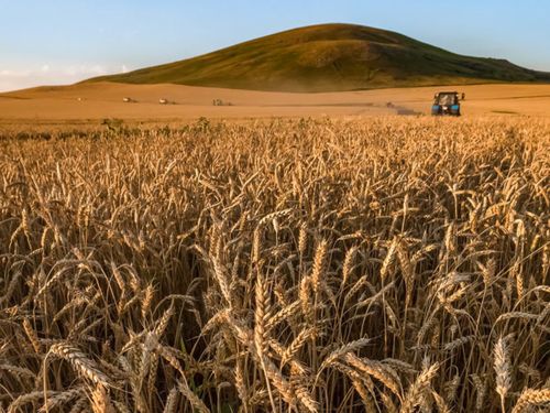 Тарып олурткан үлүү деӊнежип турар