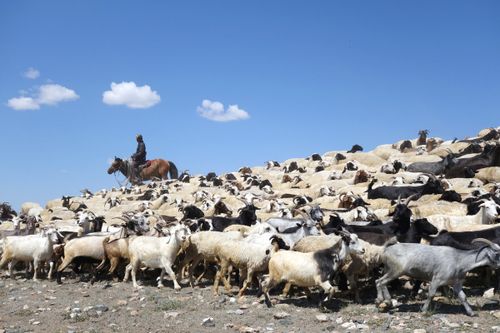 МАЛ АЖЫЛ-АГЫЙЫ САЙЗЫРАП ТУРАР