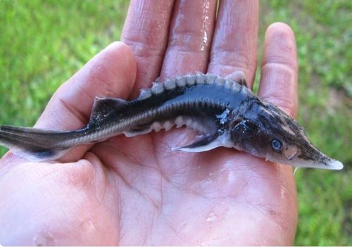 УЛУГ-ХЕМЧЕ СТЕРЛЯДЬ БАЙЛАҢНАРЫН САЛГАН