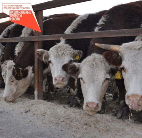 ИНЕКТИГ КИЖИ ТОДУГ...