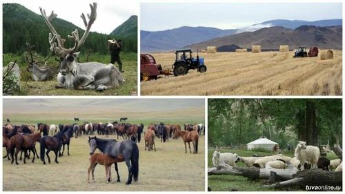 «АГРОСТАРТАП» - КӨДЭЭ ЧЕРНИӉ САЙЗЫРАЛЫНГА ДЕТКИМЧЕ
