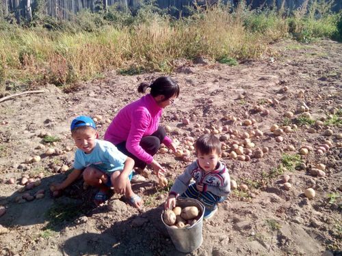 ЧАСКЫ ХОВУ АЖЫЛДАРЫНГА БЕЛЕТКЕЛ. Картофель – ийиги хлеб