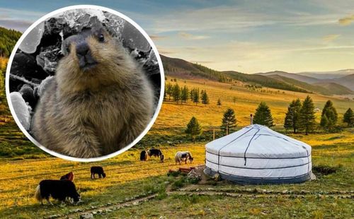 МООЛГА ШИНЧИЛЭЭШКИННЕР