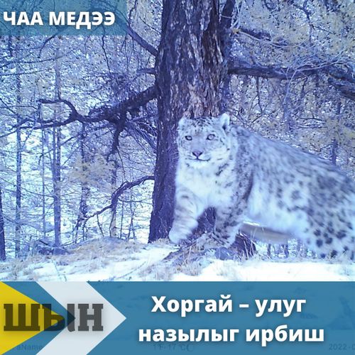 Хоргай – улуг назылыг ирбиш
