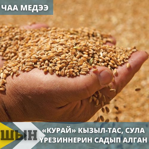 «Курай» кызыл-тас, сула үрезиннерин садып алган