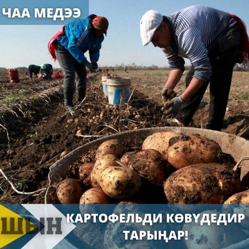 Картофельди көвүдедир тарыңар!