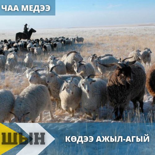 Тывада мал бажы өзүп турар