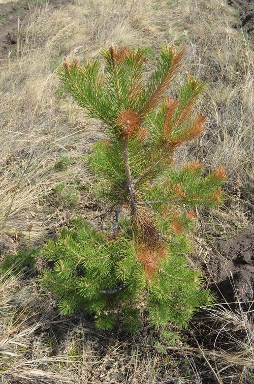 Часкы кааӊнаашкын – өртеӊ бүрүлүг үнүштер