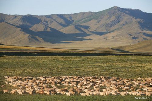 Тывада шээр малдың баш саны 3,1 хуу өскен