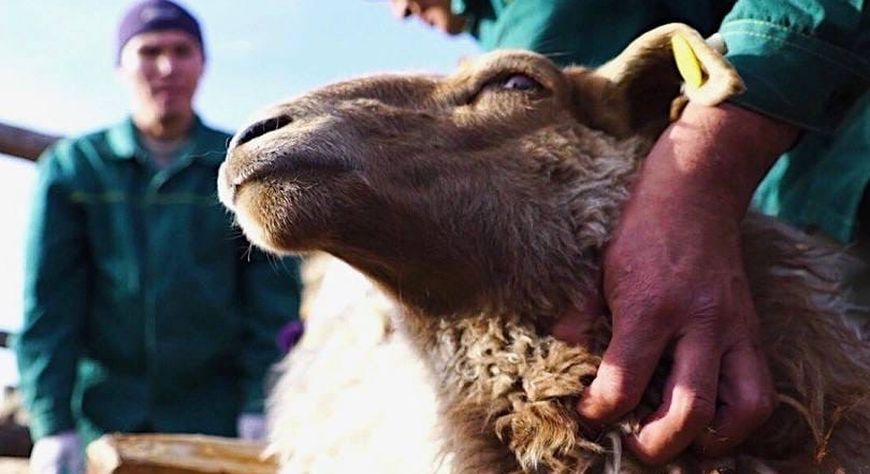 Дириг амытаннарга онза кичээнгей