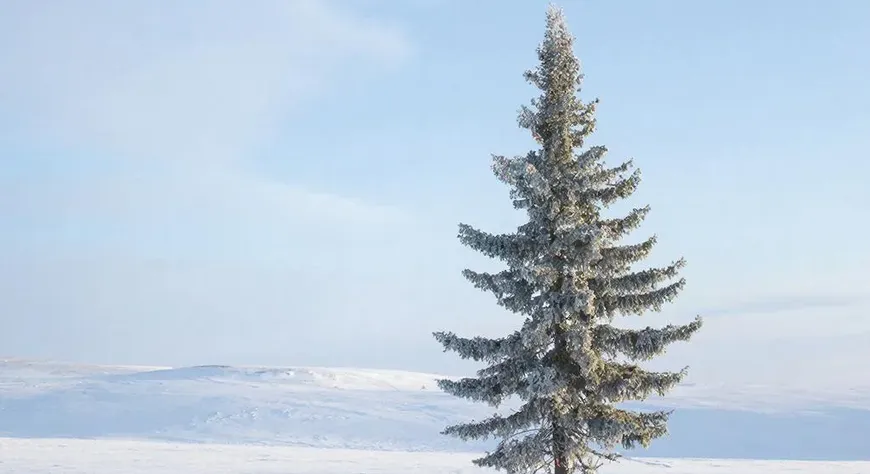 Аът дужаар Чаңгыс-Шиви