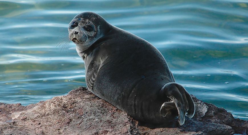 Байкалдың нерпалары