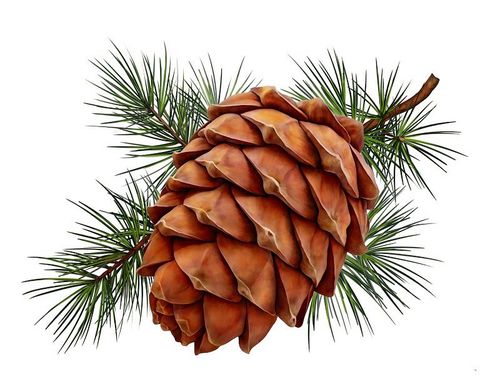 Оран кежии – тоорук