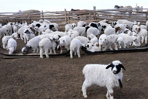 Мал оолдаашкыны адакталган