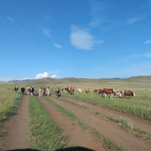 Хыналданы чорудуп турар