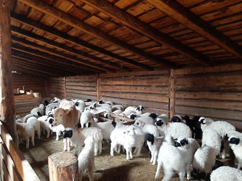 Мал оолдаашкынының байдалы бисте кандыгыл