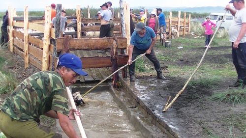 Хой-өшкү чуулдазы.