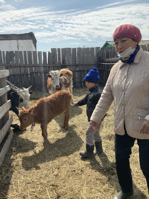 135 өрегеде 353 инек онаажып турар